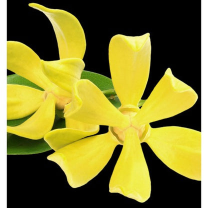 Yodeyma Rinascere