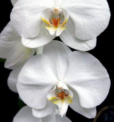 Yodeyma Aroma