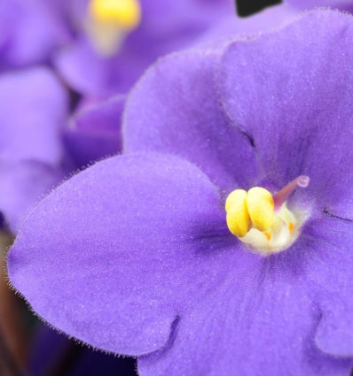 Yodeyma Aroma