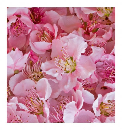 Yodeyma Sexy Rose
