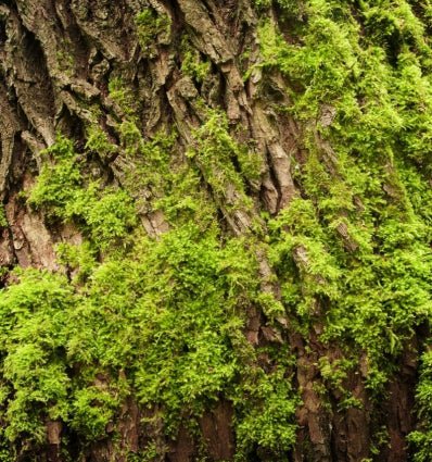 Yodeyma Agua de Yodeyma