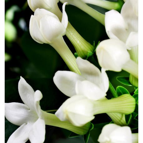 Yodeyma Nicolas for Her