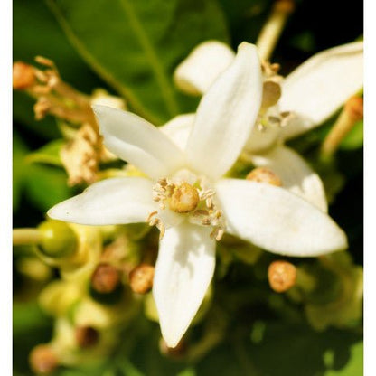 Yodeyma Nicolas for Her