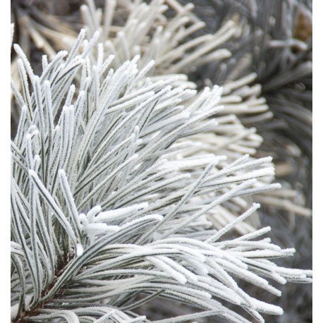 Yodeyma Nicolás White