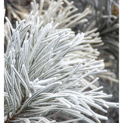 Yodeyma Nicolás White