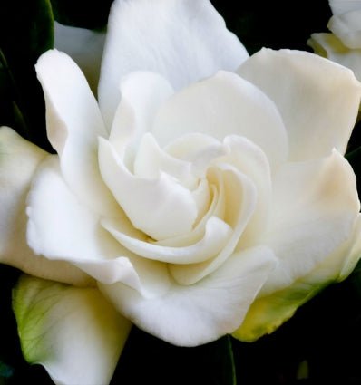 Yodeyma Notion Woman