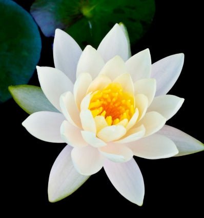 Yodeyma Transparencia